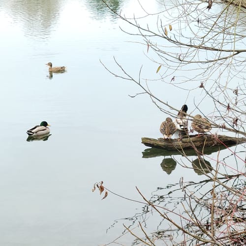 Göttinger Kiessee