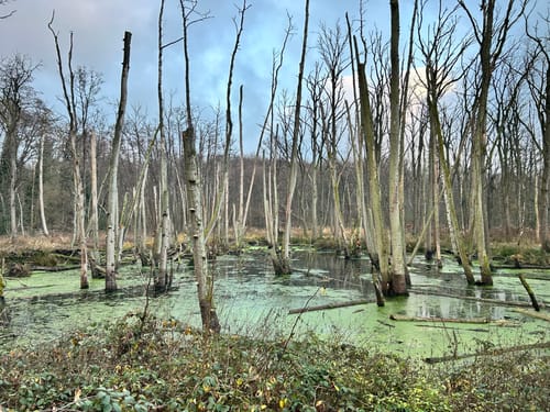 Birgeler Urwald (Wasser.Wander.Wald.)