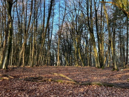 Grosser Hausberg ab Bann