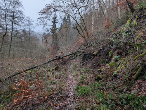 Waldschluchtenweg (Traumpfad)