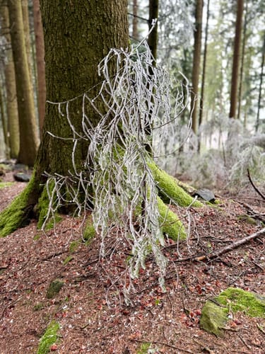 Goldsteig Nordroute Etappe 12: Schönbuchen nach Eck
