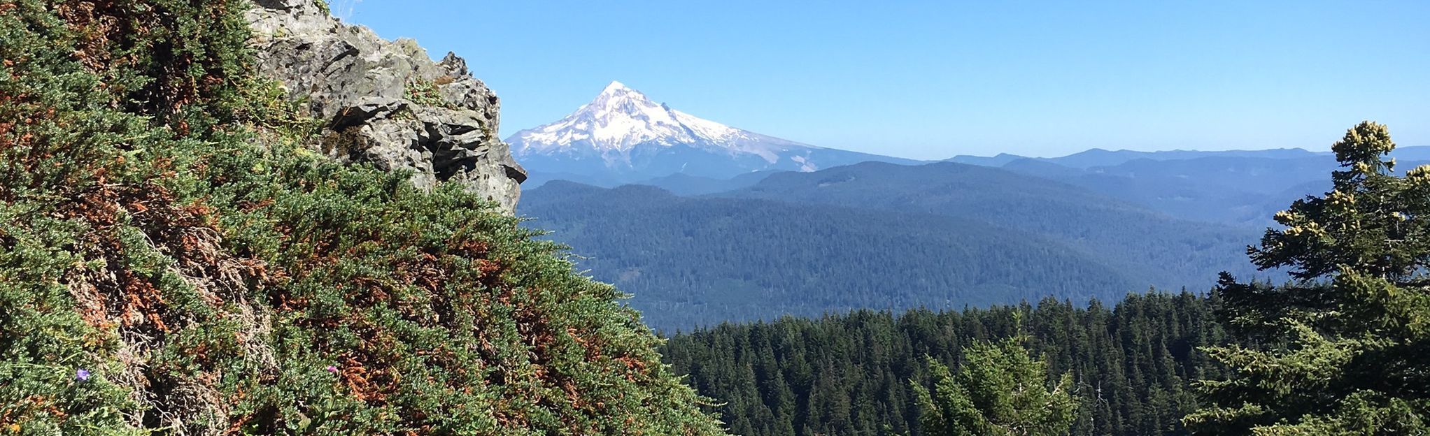 Larch Mountain Crater Loop: 692 Reviews, Map - Oregon | AllTrails