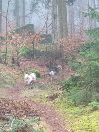 Sagensteig