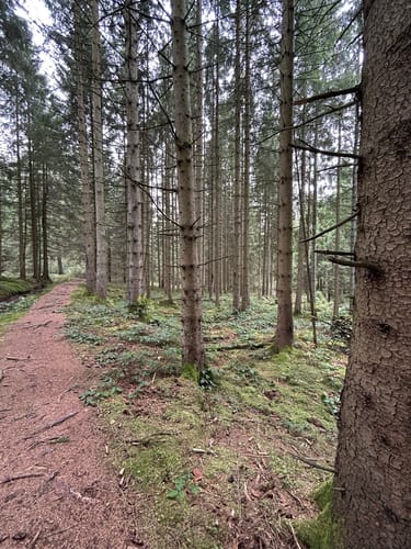 Kiefhölzer Teich - Pfad am Graben