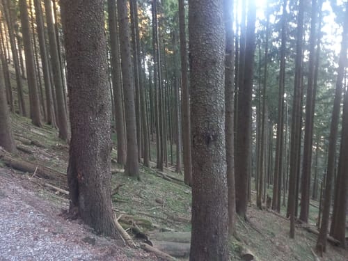 Stallauer Kopf - Zwiesel - Blomberghaus - Heiglkopf