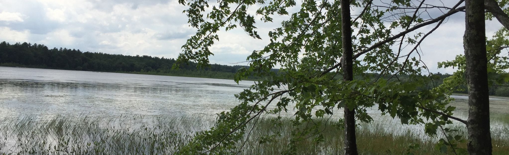 Turkey Pond, Forest Floor, Old Orchard, and St Paul's School Loop | Map ...