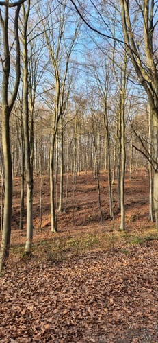 L2 Rundwanderweg Lauenau Nr. 2