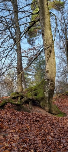 Merzalben - Weißenberg - Hermersbergerhof