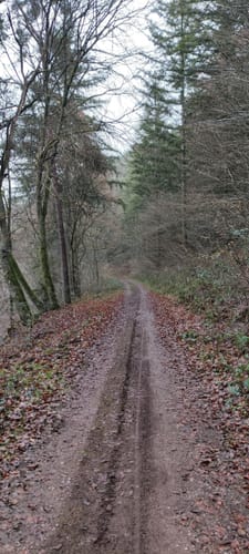 Pfaelzer Wald