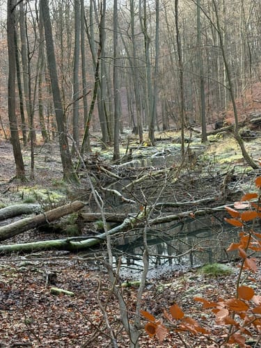 Rundweg Nonnenfließ