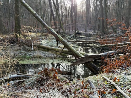 Rundweg Nonnenfließ