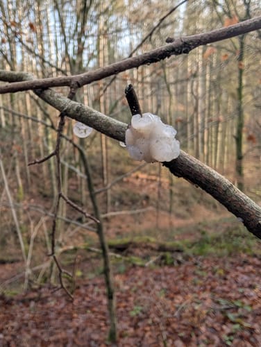 Schauinslandweg (Premiumwanderweg)
