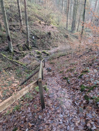 Schauinslandweg (Premiumwanderweg)