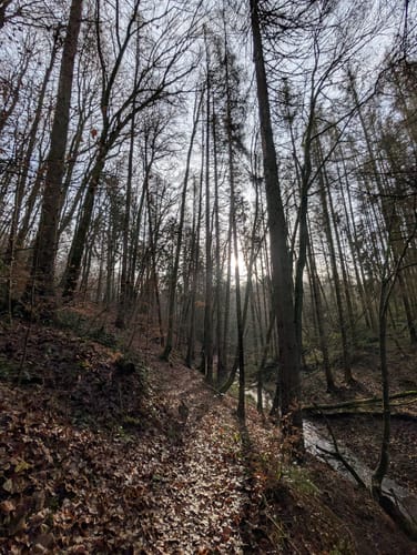 Schauinslandweg (Premiumwanderweg)