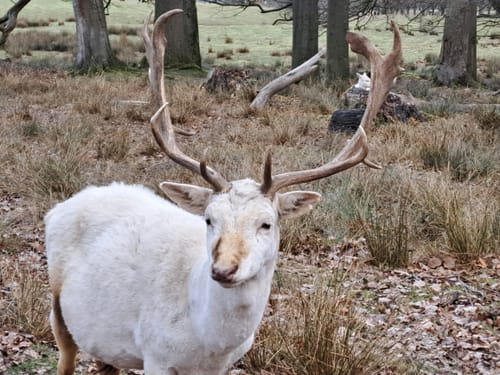 Im Tierpark Sababurg