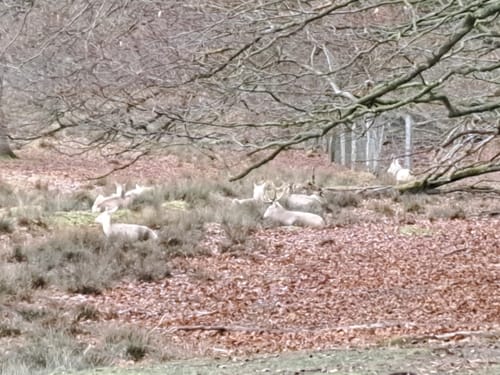 Im Tierpark Sababurg