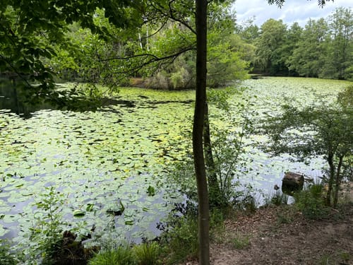 Um den Kesselbruchweiher