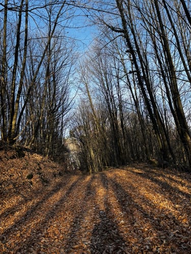 Kirchberg & Bismarckturm in Landstuhl