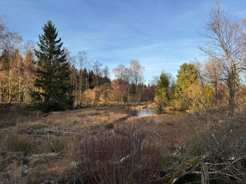 Brackvenn und Imgenbroicher Venn [CLOSED]