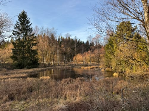 Brackvenn und Imgenbroicher Venn [CLOSED]