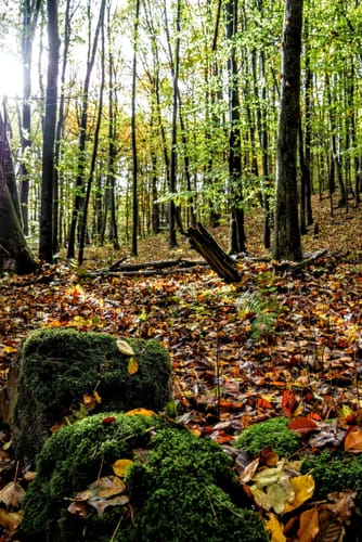 Um den Kleinen und Großen Schierensee