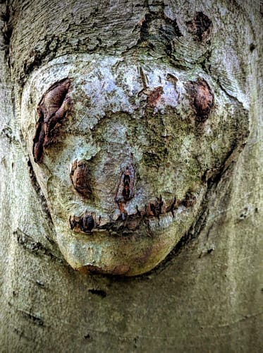 Um den Kleinen und Großen Schierensee
