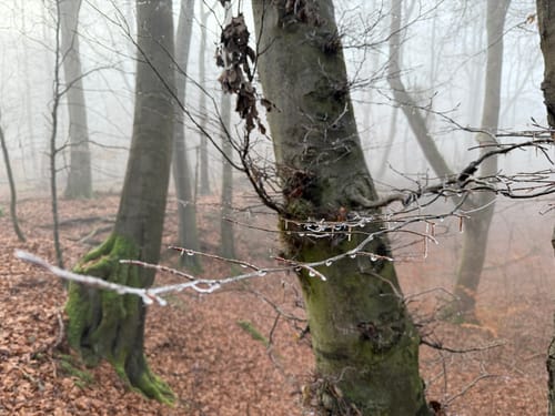 Kleine Runde im Elm