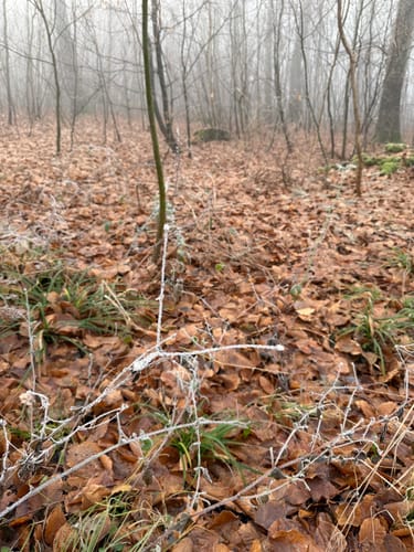 Kleine Runde im Elm