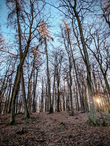 Zitronenkrämerkreuz (Premiumwanderweg)
