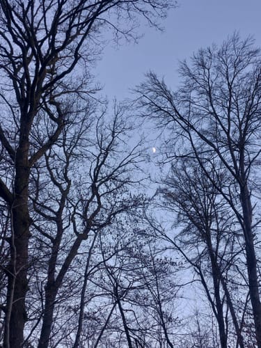 Bad Homburg vor der Höhe: Libellenweg