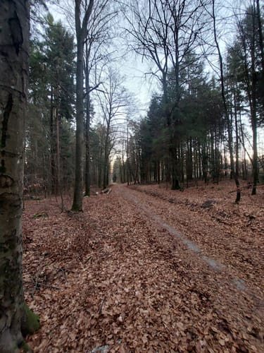 Bad Homburg vor der Höhe: Libellenweg