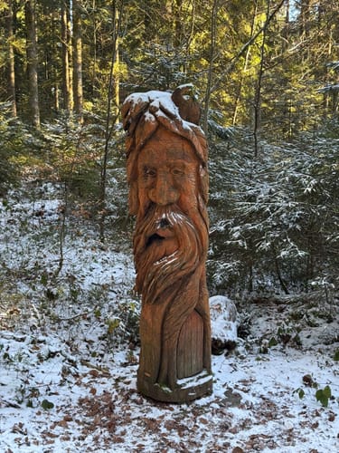Tannenriesen (Premiumwanderweg)