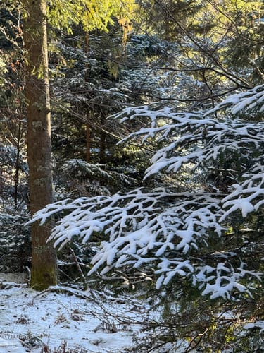 Tannenriesen (Premiumwanderweg)