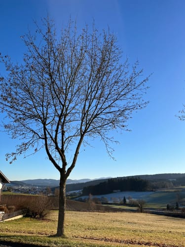 Altnußberg Rundweg