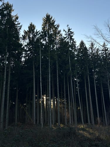 Forellenteich - Bankstein - Bösquelle