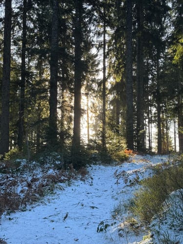 Kniebiser Klostersteig (Premiumspazierwanderweg)