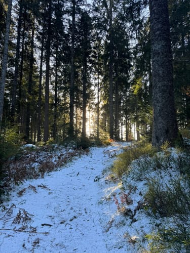 Kniebiser Klostersteig (Premiumspazierwanderweg)