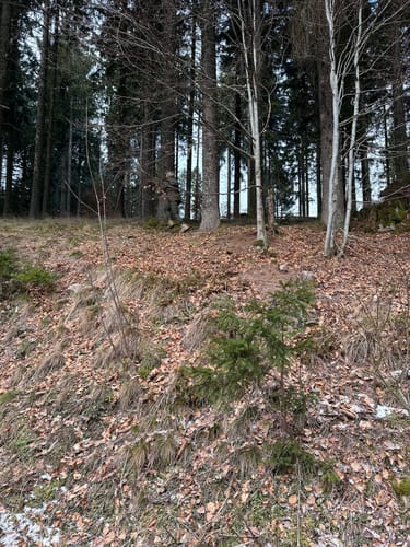 Rundweg zum Riesenbühlturm