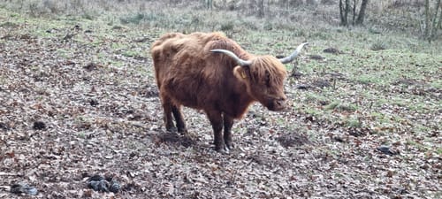 Hahnfels-Tour (Premiumwanderweg)