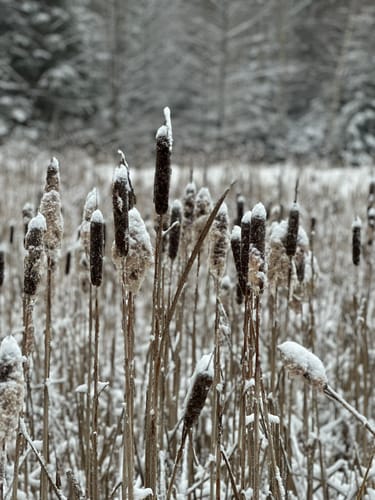 Tharandter Wald Wanderung