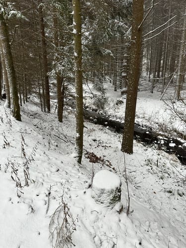 Tharandter Wald Wanderung