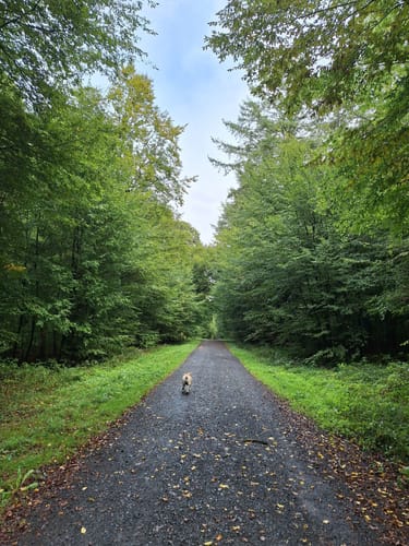 Wanderweg "Kiefer"