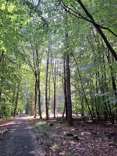 Wanderweg "Kiefer"