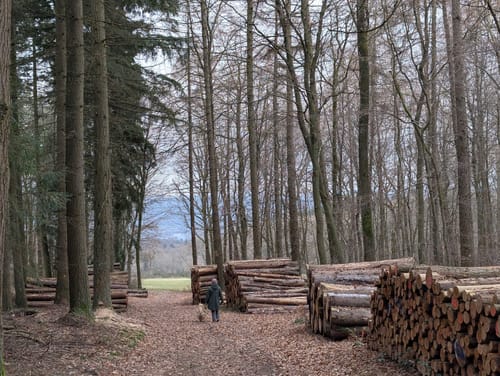 Geisenheimer Rundweg D: Elsterbachweg