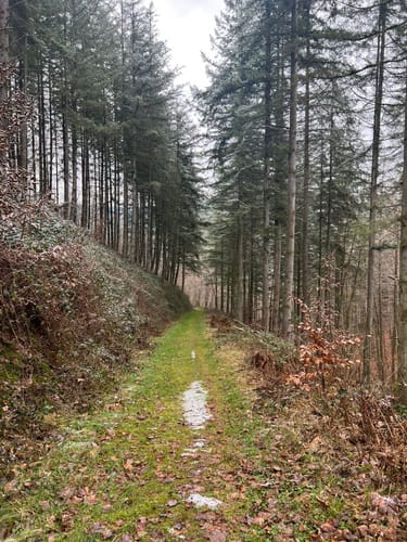 Prümtalweg (NaturWanderPark)