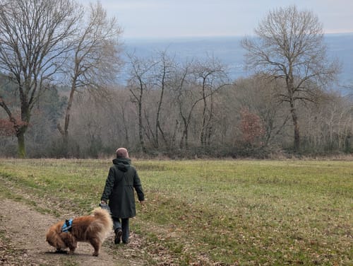 Geisenheimer Rundweg D: Elsterbachweg