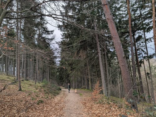 Geisenheimer Rundweg D: Elsterbachweg