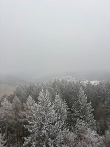 Kameralwald-Weg