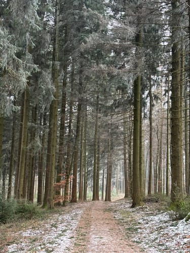 Kameralwald-Weg