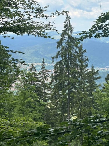 Glottertal - Luser - Am Kranzkopf